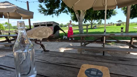 el pájaro explora las mesas al aire libre mientras la gente mira.