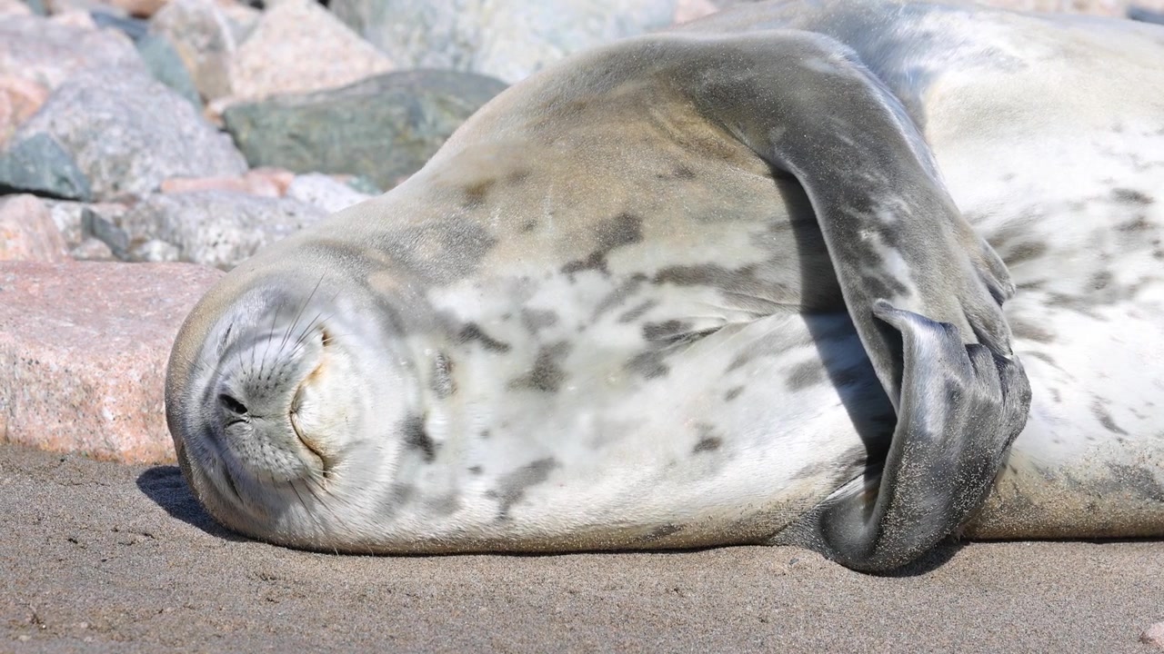 Incantevole primo piano di una foca di Weddell che si crogiola su una spiaggia sabbiosa antartica, grattandosi delicatamente il muso sotto la luce del sole splendente, mostrando un comportamento rilassato e giocoso e una ricca texture della pelliccia.