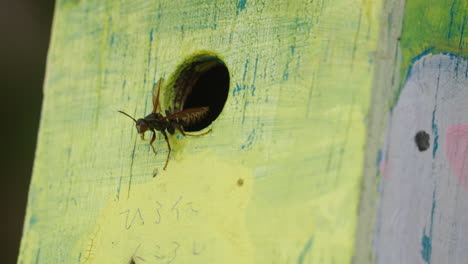 Asian-Giant-Hornet-In-A-Wooden-Hole-During-Daytime-In-Tokyo,-Japan