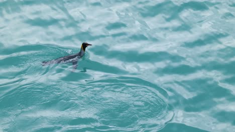 two king penguins swimming and diving on turquoise glacier water