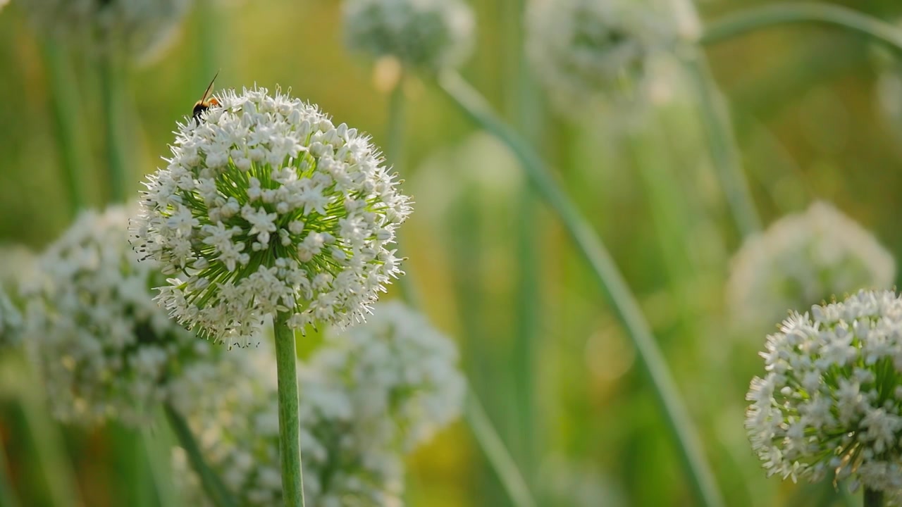 Primo piano di un'ape che riposa su un fiore di cipolla bianca con uno sfondo verde tenue, delicata texture floreale, ambiente agricolo naturale e atmosfera di calda luce diurna!