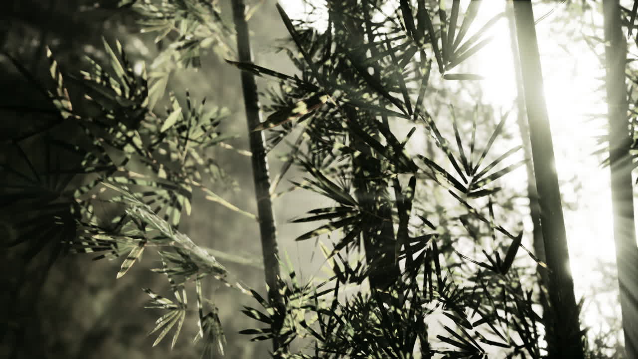 la luz del sol asomando a través del bosque de bambú