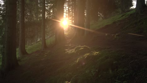 Hermosos-Rayos-De-Luz-Del-Amanecer-A-Través-Del-Bosque-De-Pinos