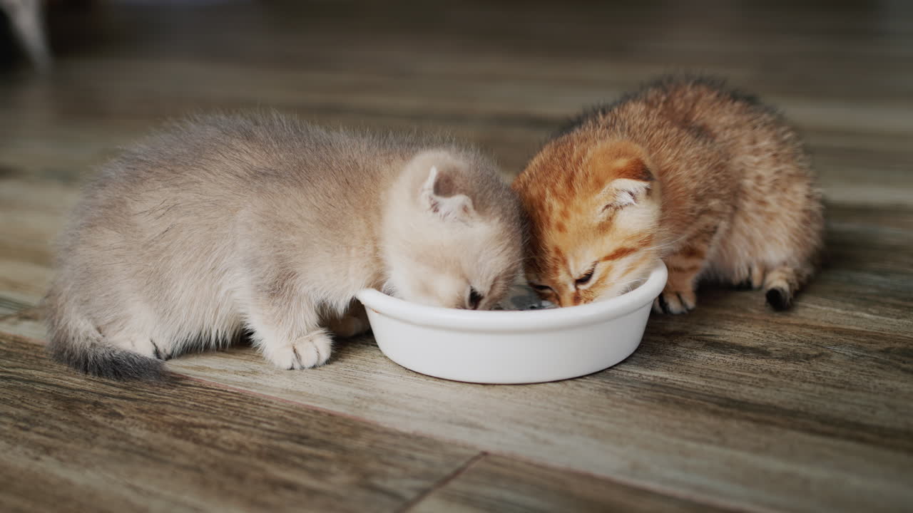 Ein Paar süßer kleiner Kätzchen frisst aus einem Napf auf dem Boden