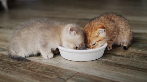 pair of cute little kittens eating from a bowl on the floor