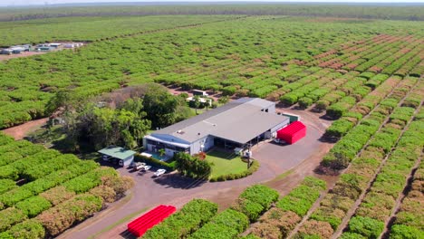 gran casa de campo y cobertizo de embalaje en una granja de mangos en las zonas rurales del interior de australia