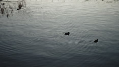 Two-ducks-glide-on-serene-waters-under-soft-dusk,-creating-gentle-ripples