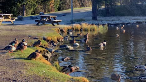 multiple ducks enjoying themself in the sun by a pond in early wintertime