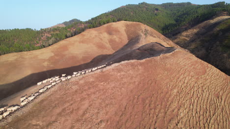 Belleza-Pastoral-Aérea:-Ovejas-En-Marcha-En-Las-Montañas-De-Gran-Canaria