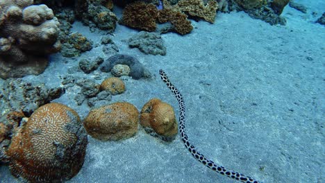 Hermosa-Anguila-Manchada-Nadando-A-Través-De-Los-Corales--bajo-El-Agua