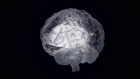 3d model of a human brain