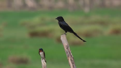 black drongo, dicrurus macrocercus, pak pli, nakhon nayok, thailand