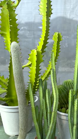 varios cactus exhibidos en un entorno de invernadero