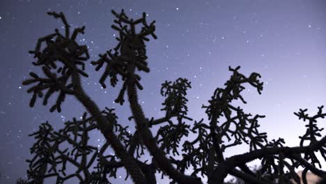 stars pass behind silhouetted cholla cactus - timelapse wide shot