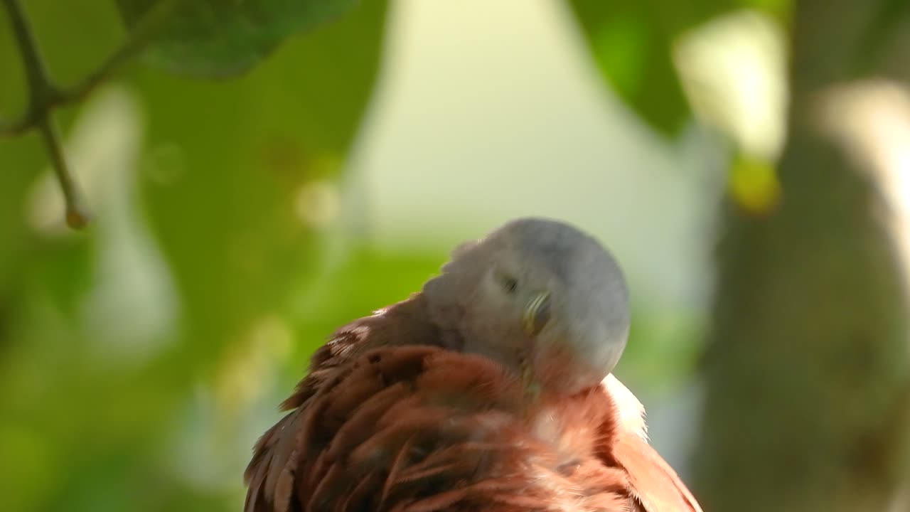 Exotic white and brown avian bird up close establish shot Colombia native