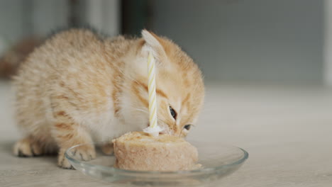 Little-kitten-eats-a-treat-for-her-birthday