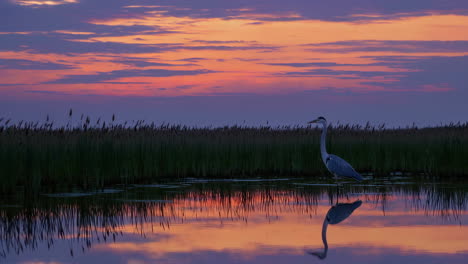 heron stands in tranquil water reflecting the colorful sunset sky