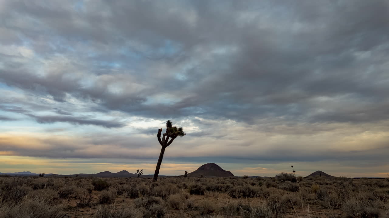 el árbol de josué de pie solo bajo un vasto cielo nublado al anochecer en el desierto de mojave, timelapse