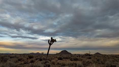 joshua tree standing alone under a vast cloudy sky at dusk in the mojave desert, timelapse