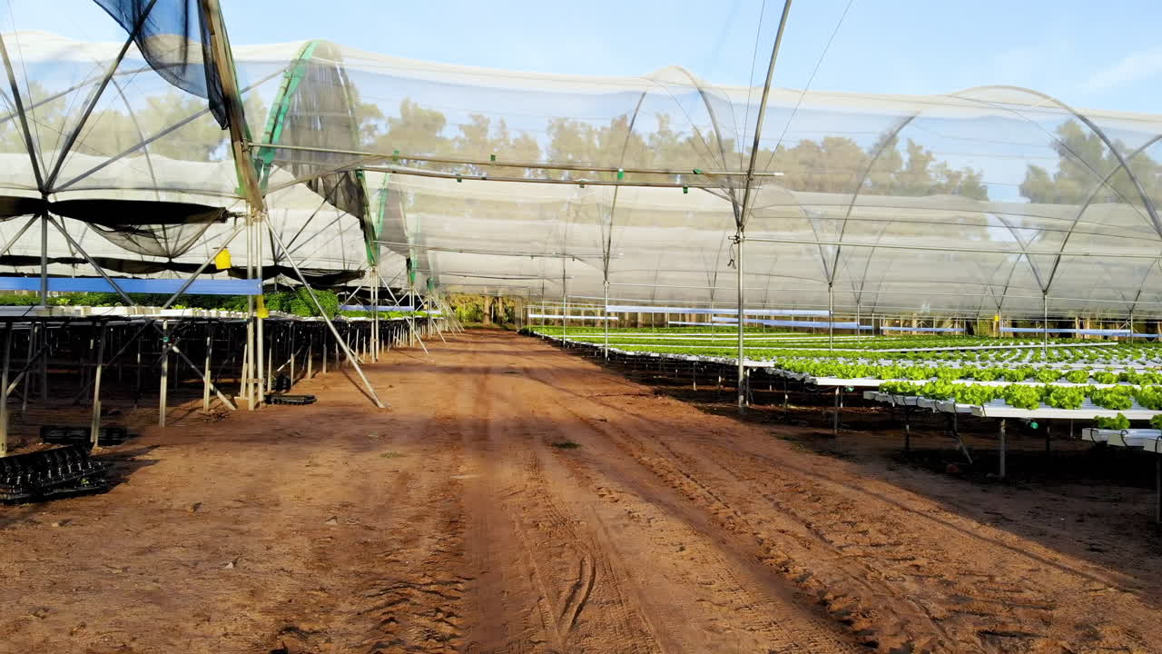 Hydroponic farm with rows of organic vegetables growing in greenhouse