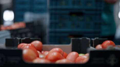 cajas transportadoras para el embalaje de tomates trabajadores del proceso de transporte clasificando paquetes de alimentos