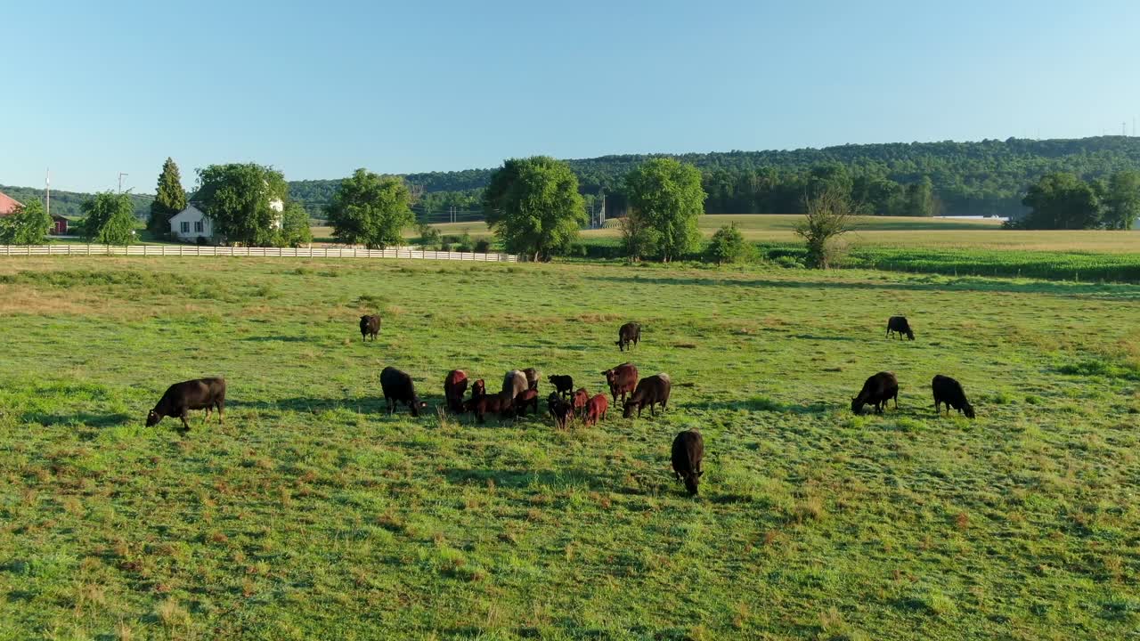 Flok af sorte Angus-køer, kvæg og tyre på en grøn græsmark en sommerdag, del af græsfodret økologisk oksekød- og mælkeproduktion i USA.