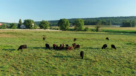 herd or black angus cows, cattle, bulls in green pasture meadow on summer day, grass-fed organic beef and milk production in usa