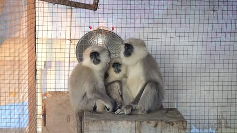 Familia-Langur-Gris-Del-Himalaya-En-Jaula