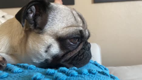 primer plano retrato perezoso adorable pug hembra sobre una almohada