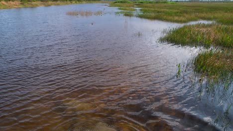 Von-Der-Kamera-Erschreckter-Alligator-Hebt-Unter-Wasser-Sehr-Schnell-Ab