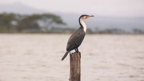 cormorant perched on a wooden post in a lake