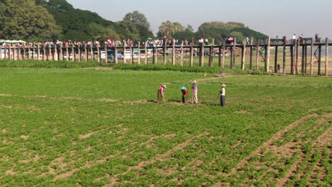 field workers in traditional dresses in front of the u-bein bridge, mandala