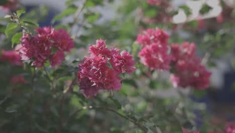 dolly out tomas capturando un hermoso arbusto de flores rojas en un jardín, canon eos r c-log, 60 fps