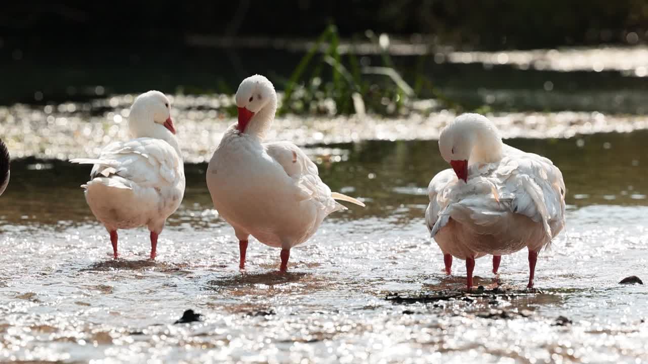 patos bañándose en el río a la luz del sol a cámara lenta