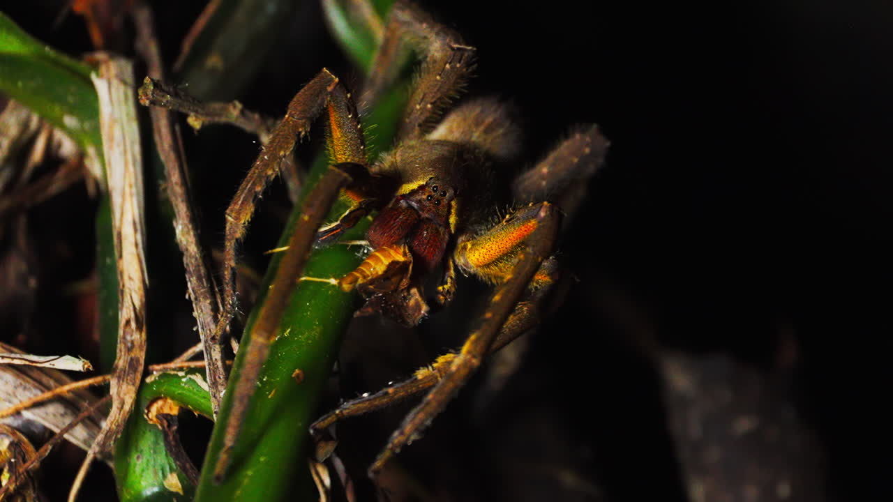 por la noche en la selva peruana, una araña phoneutria nigriventer, iluminada por luz artificial, mata lentamente a una polilla. los movimientos de la polilla son capturados mientras el depredador mortal ataca con precisión.