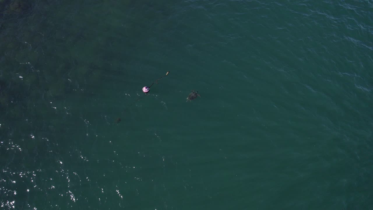 바다에 떠있는 부표 근처에서 수영하는 거북이