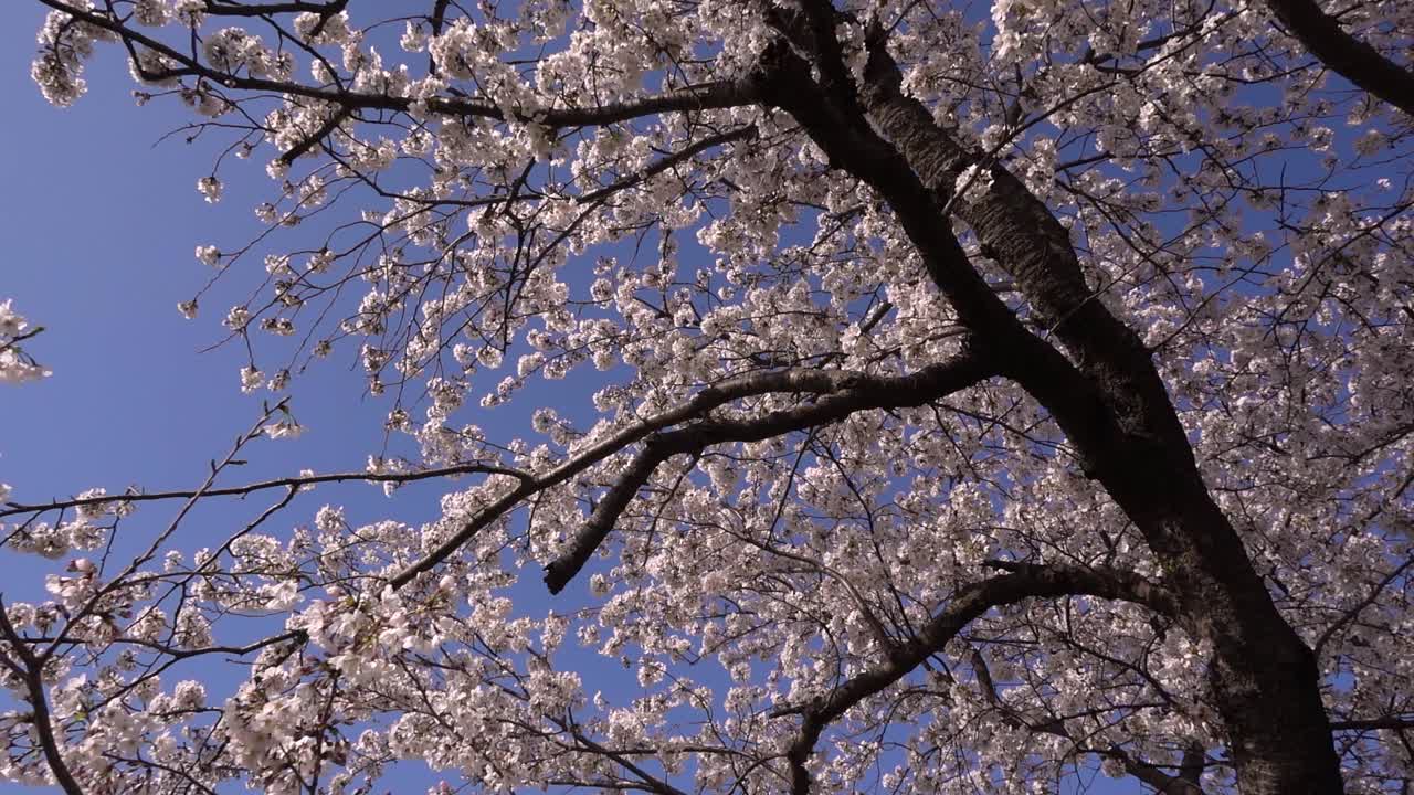 晴れた日に美しいピンク色の桜の木をスローモーションで見上げます