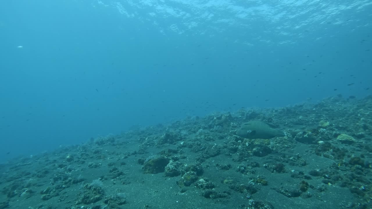 buceo pov, peces nadando en un océano azul brillante, bali verano de 2023