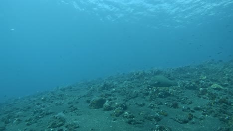 snorkeling-POV,-fish-swimming-in-a-bright-blue-ocean,-bali-summer-2023