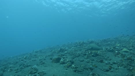 buceo pov, peces nadando en un océano azul brillante, bali verano de 2023