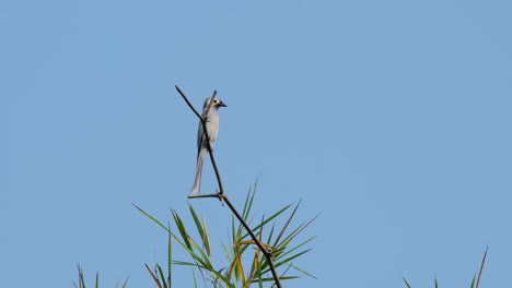 high up on a tiny twig of a bamboo, an ashy drongo dicrurus leucophaeus is looking around its surroundings in a national park in thailand