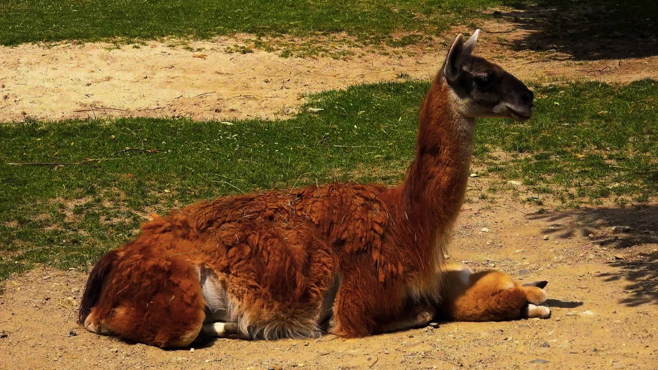 Una impresionante toma cinematográfica de plano medio completo que captura un elegante guanaco salvaje descansando cómodamente en posición sentada sobre suelo árido y seco en un campo patagónico bañado por el sol.