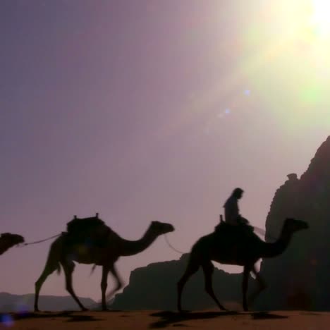 a camel train passes directly over the camera in the saudi desert of wadi rum jordan 2