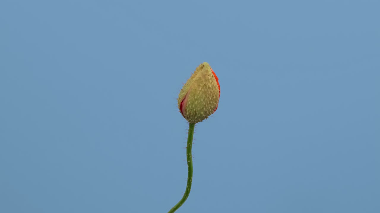 el lapso de tiempo abriendo la flor de amapola silvestre, aislada sobre un fondo azul