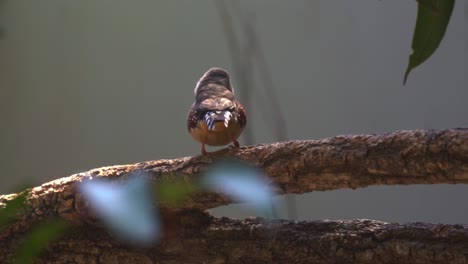 close up shot of a cute tiny little zebra finch or chestnut-eared finch, taeniopygia guttata spotted perching on tree branch and wondering around it surrounding environments