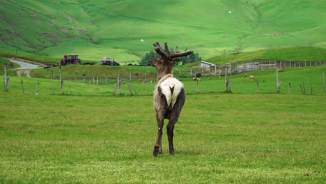 Solitary-adult-elk-stag-in-grassy-field-with-farm-equipment-in-the-background