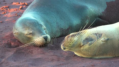 sea lions sleep on a red sand beach in the galapagos islands ecuador