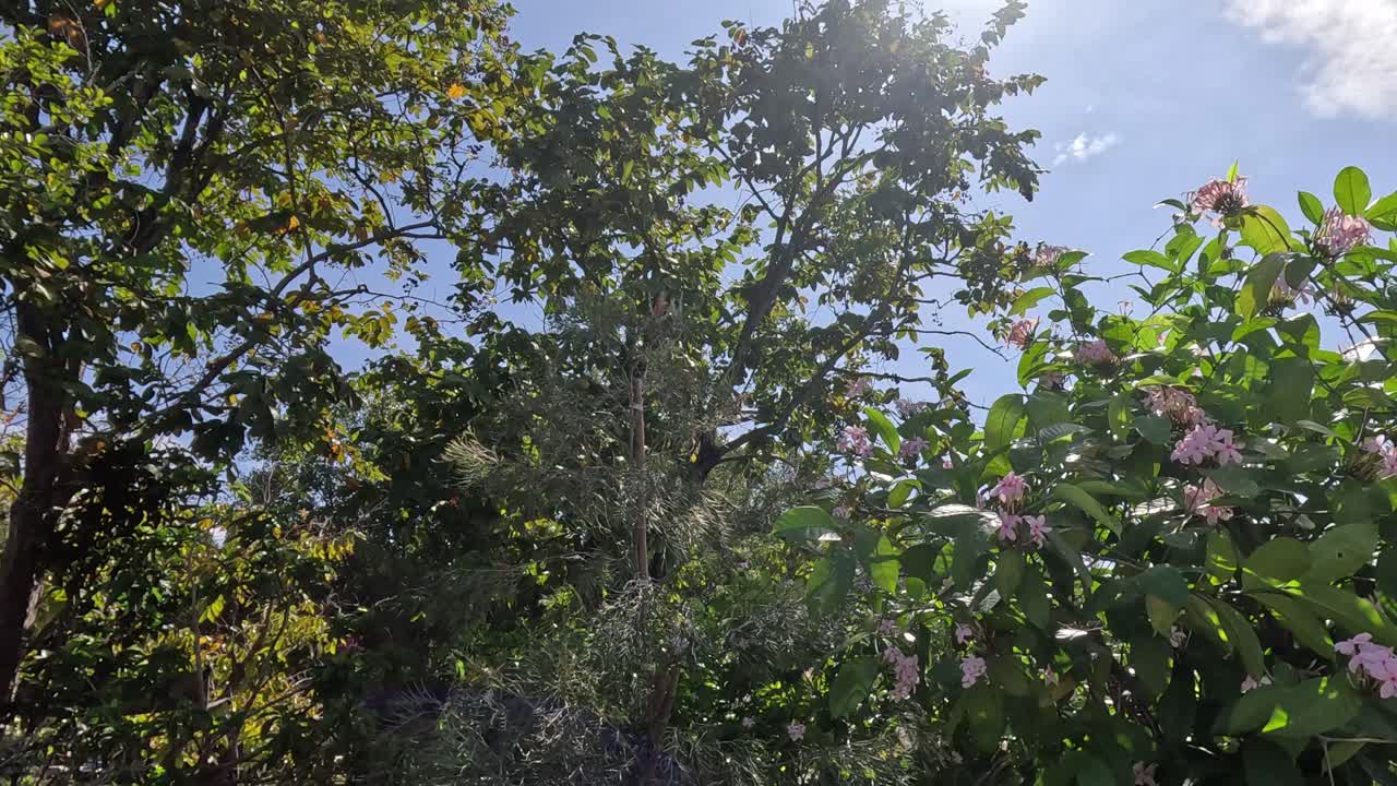 하늘을 배경으로 꽃이 피는 나무의 타임스.