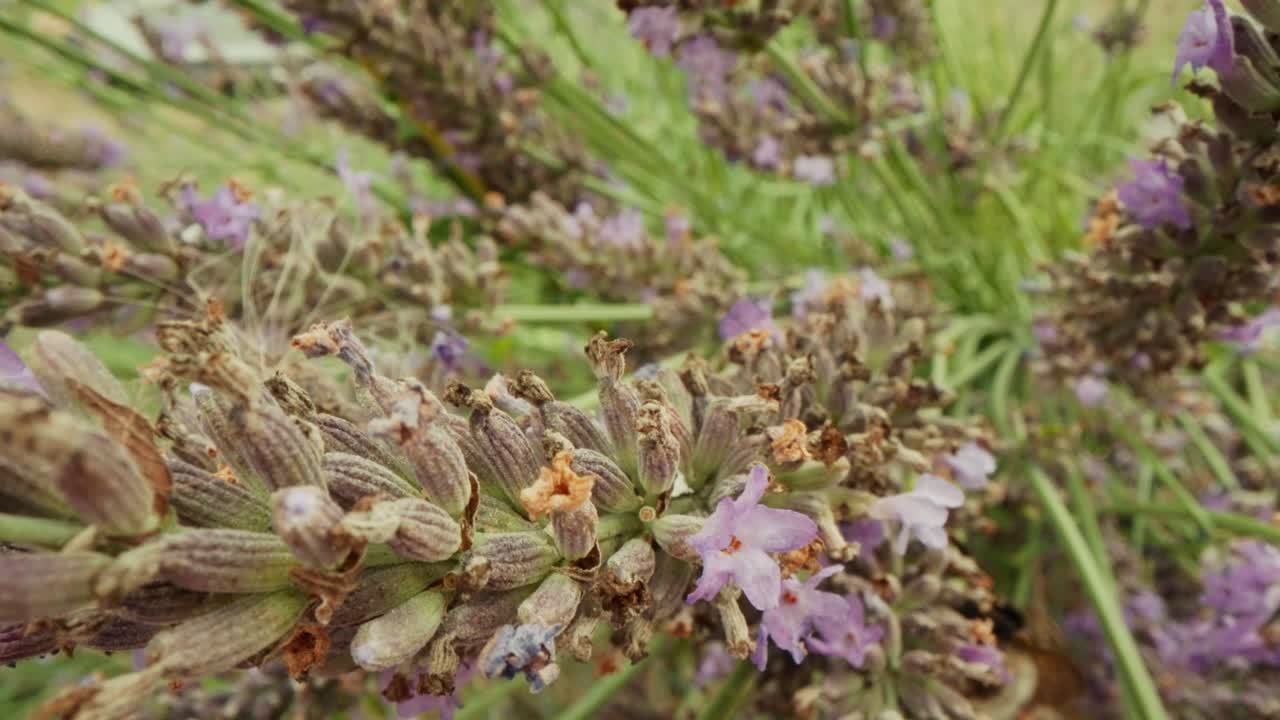 Macro close-up di un bombo che vola tra i fiori di lavanda mentre raccoglie il nettare. La sfocatura da movimento e la profondità di campo ridotta creano una scena di fauna selvatica estiva, calma e naturale.