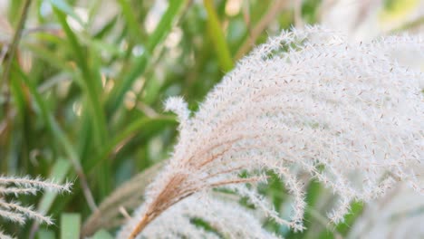 close-up of ornamental grass swaying gently